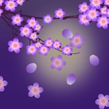 梅花直播 V1.0 破解版