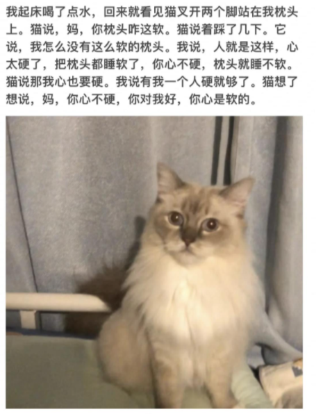 小猫文学是什么梗 小猫文学是什么意思